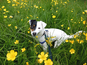 Archie Dog In Buttercups