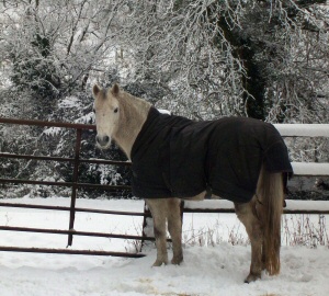 Pony In The Snow