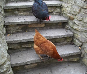 Tess's Chickens